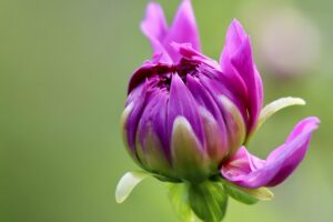 Flower Bud Near to Open