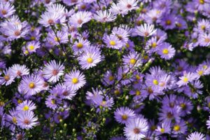 Aster Flowers