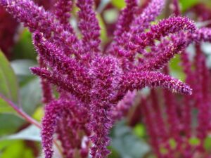 Amaranth Flower in red color