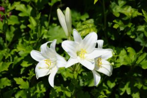 Asiatic Lilium White Color Flower