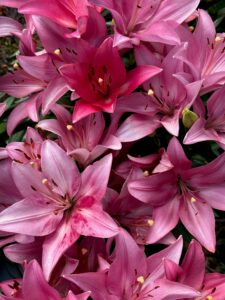 Asiatic lilies flower in pink color