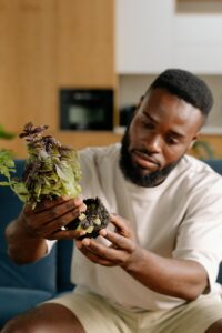 Root Rot attack on flowers