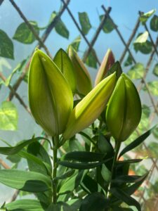 Asiatic Lilium Flower Buds