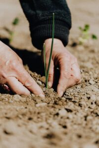 Plant Spacing for Cut Flower Garden