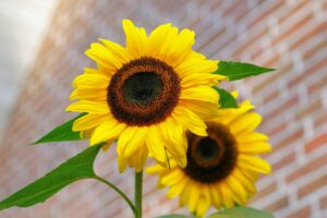 Sunflower as a Cut Flower