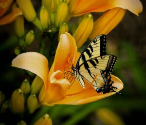 Asiatic Lilies