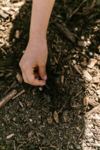 Mulching to your Cut Flower Garden