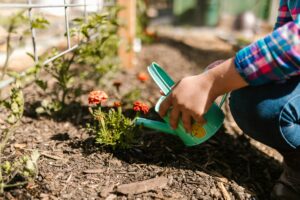 Watering to your Cut Flower Garden