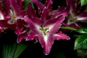 Asiatic Lilies in unique color