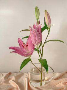 Lilies Cut Flower