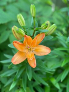 Asiatic Lilium Flower in Orange Color