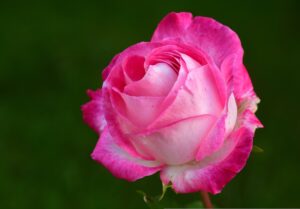 Hybrid Tea Rose Flower