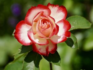 Hybrid Tea Rose Flower in red and white color flower