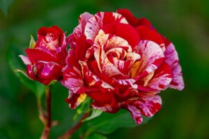 Hybrid Tea Rose Flower