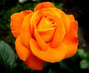 Hybrid Tea Rose Flower in Yellow color